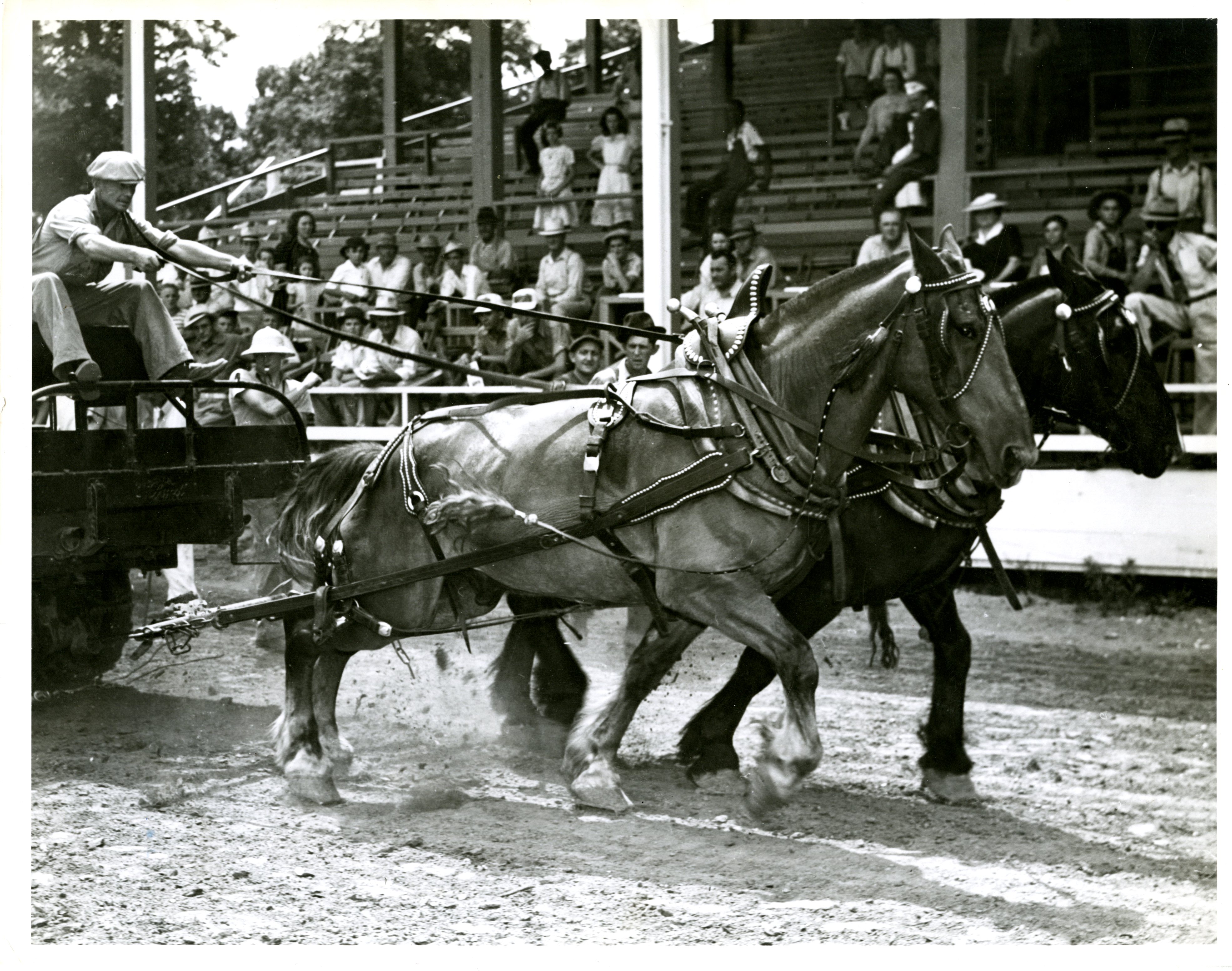 The two winning horses in the 1940 horse pulling contest