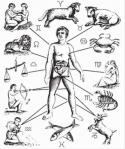 Zodiac graphic linking the zodiac symbols to different body parts