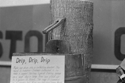 Close-up of a tapped tree