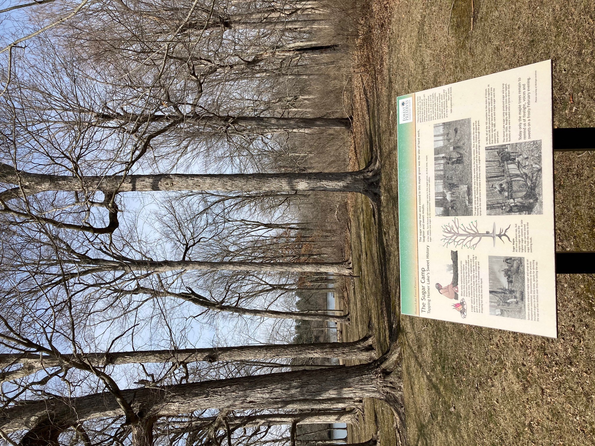 Maple sugar day sign 