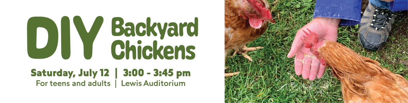 DIY Backyard Chickens on Saturday, July 12 at 3:00 pm