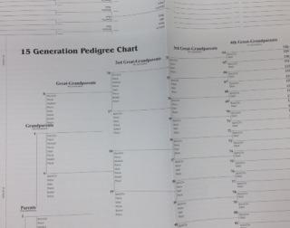 15-Generation pedigree chart.