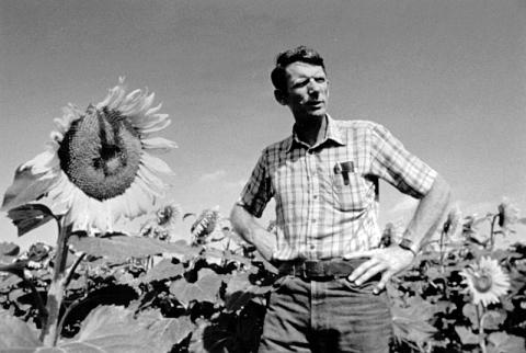 Farmer Dave Schmidt standing in a field of sunflowers near Ivesdale, IL. 