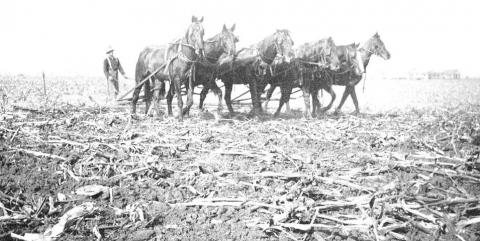 A team of horses pulling a harrow in a field of corn stalks
