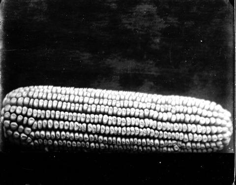 Still life portrait of a shucked ear of corn.