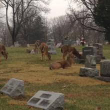 Deer lounging in Woodlawn Cemetery, Urbana, IL (2016)