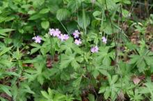 photo of plant, Wild Geranium