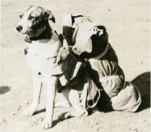 Bing, Chanute Field's Parachuting Dog