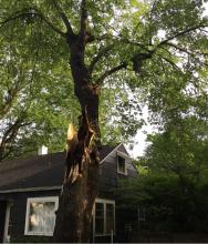 Champaign tree damage, May 23, 2019